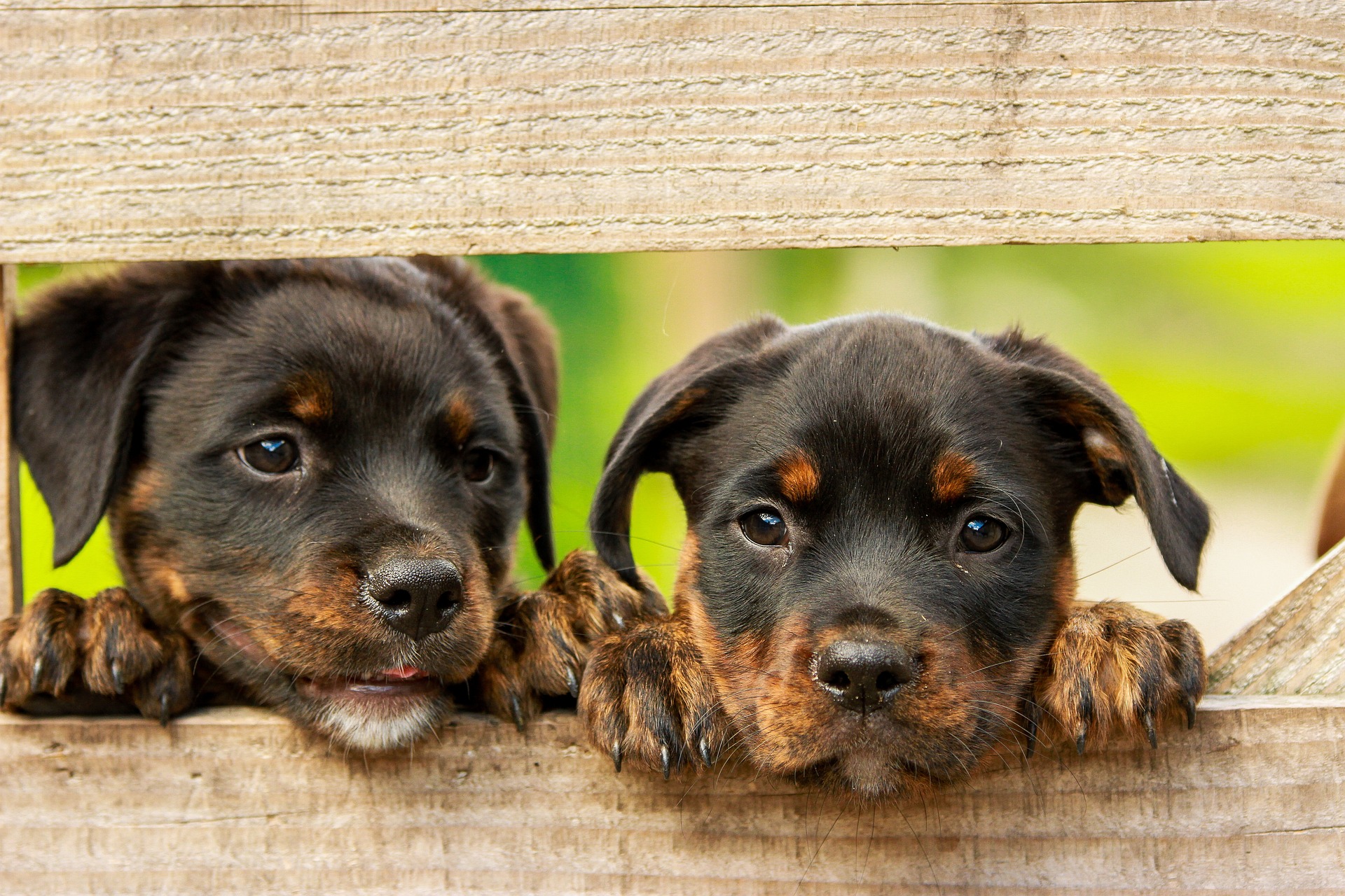 Zwei Hundewelpen gucken durch einen Holzzaun